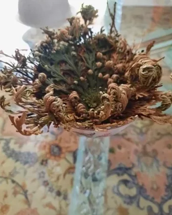 Rose de Jéricho – La Plante de la Résurrection